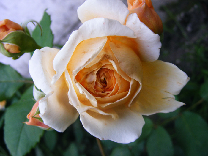 CROWN PRINCESS MARGARETA