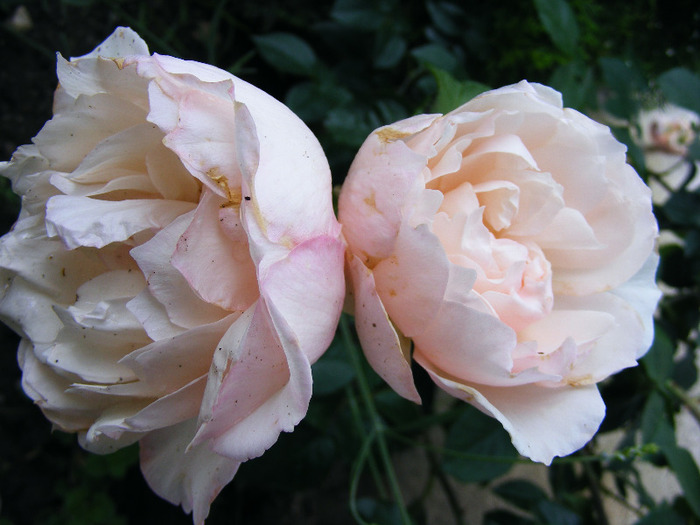 THE GENEROUS GARDENER