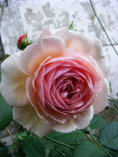 A SHROPSHIRE LAD-climber