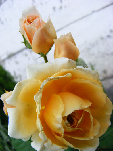 CROWN PRINCESS MARGARETA