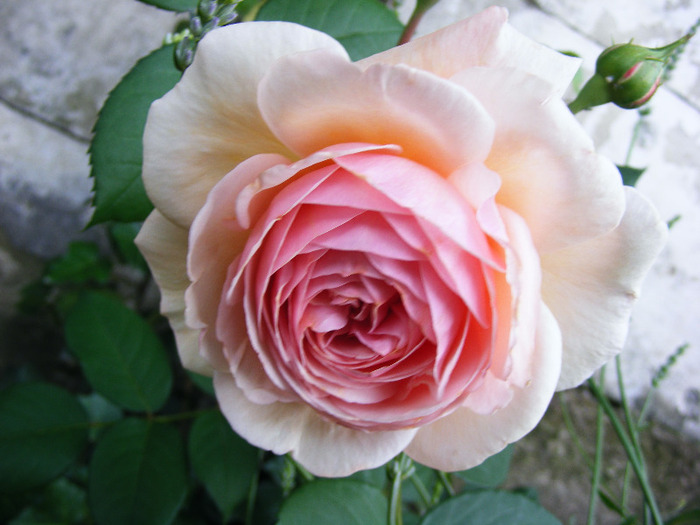 A SHROPSHIRE LAD-climber