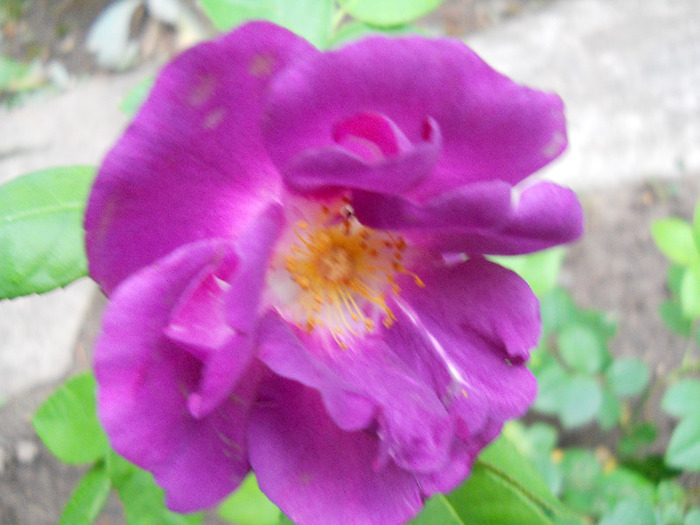 blue raphsody - trandafiri 2011