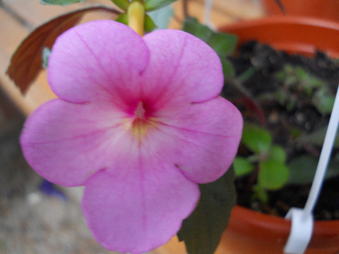 peach blossom - ACHIMENES 2011