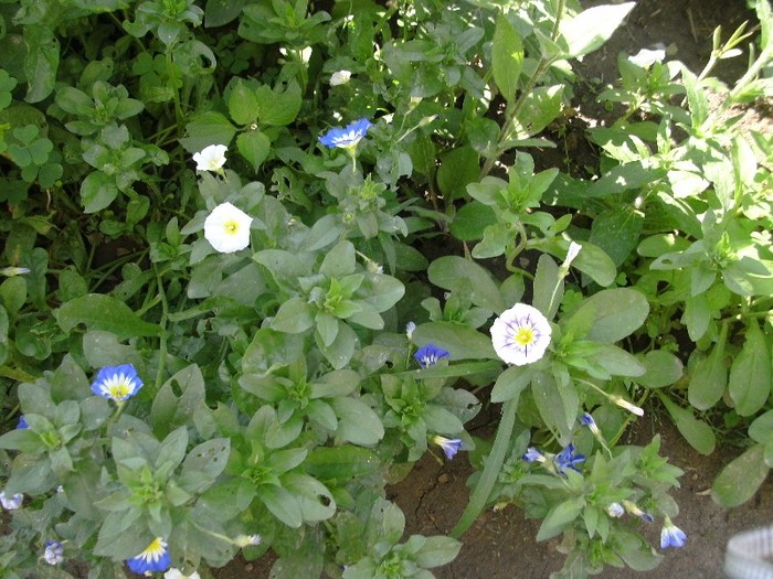 PICT3892 - Gradina 2011