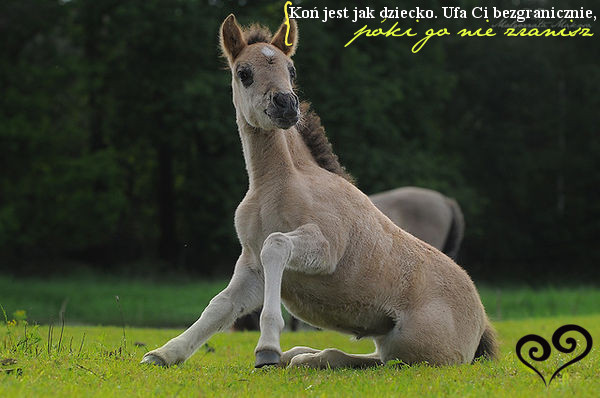  - Cai