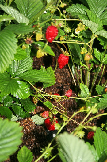 fragi 10 iunie 2011 - zzz Fragi remontanti - Fragaria vesca Semperflorens