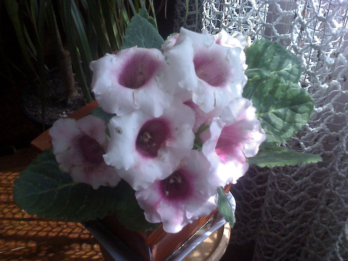 GLOXINIA - 2011