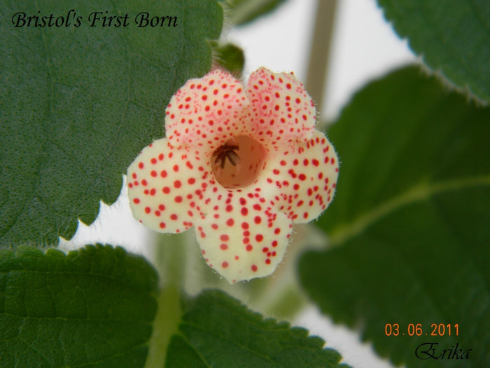 Bristols First Born 03-06-2011