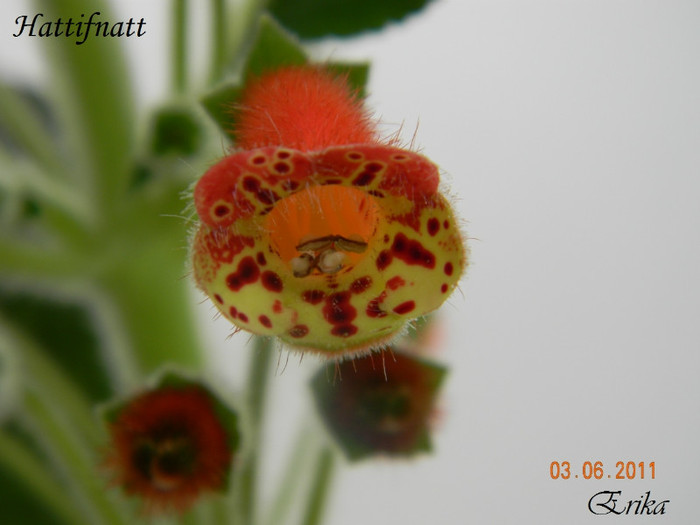 Hattifnatt 03-06-2011
