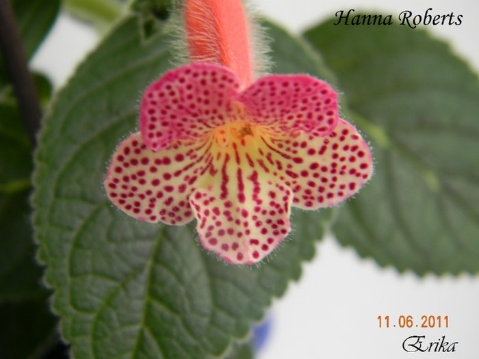 Hanna Roberts 11-06-2011