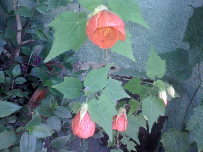 ABUTILON