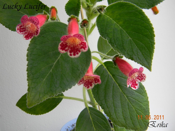 Lucky Lucifer 11-06-2011