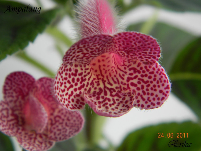 Ampalang 24-06-2011