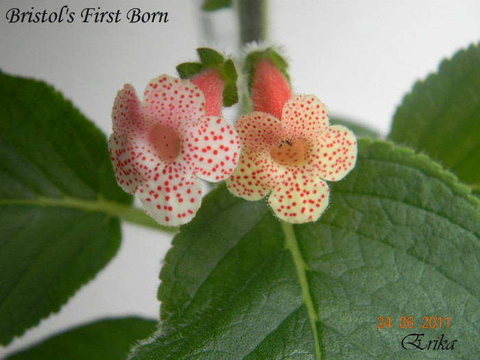 Bristol_s First Born 24-06-2011