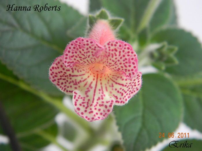 Hanna Roberts 24-06-2011
