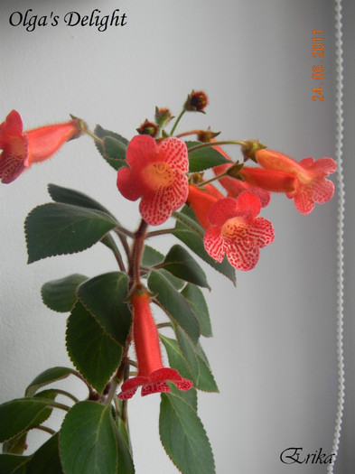 Olgas Delight 24-06-2011