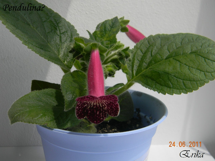 Pendulina (L) 24-06-2011