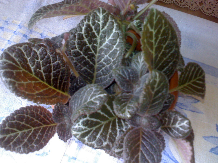 TIGER STRIPE - EPISCIA