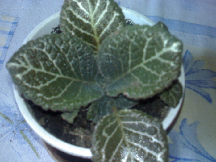 Photo00404 - EPISCIA