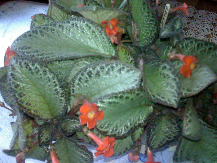 GREEN AGA - EPISCIA