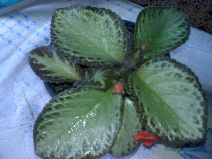 GREEN AGA - EPISCIA