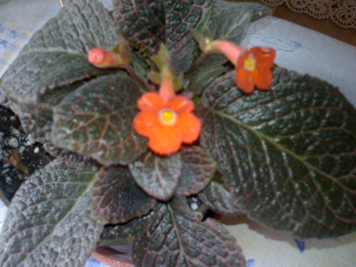 CHOCOLATE CREAM - EPISCIA