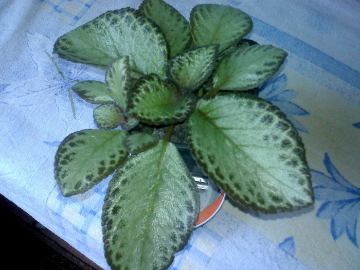 GREEN AGA - EPISCIA