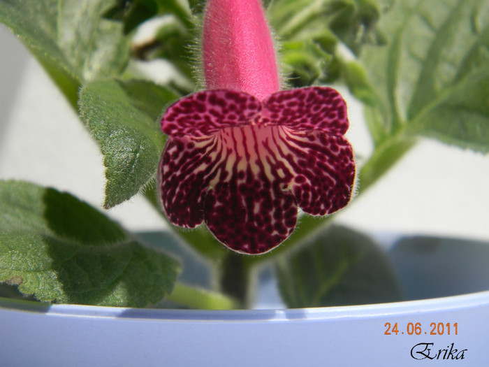 Pendulina (L) 24-06-2011\'
