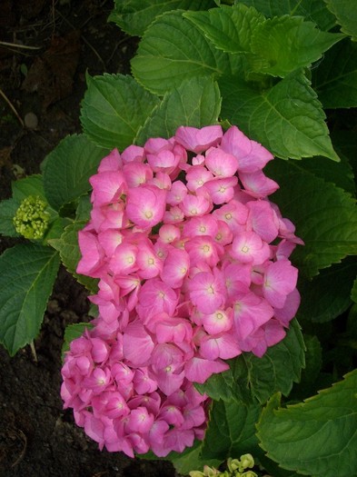 hortensia.roz - gradina 2011