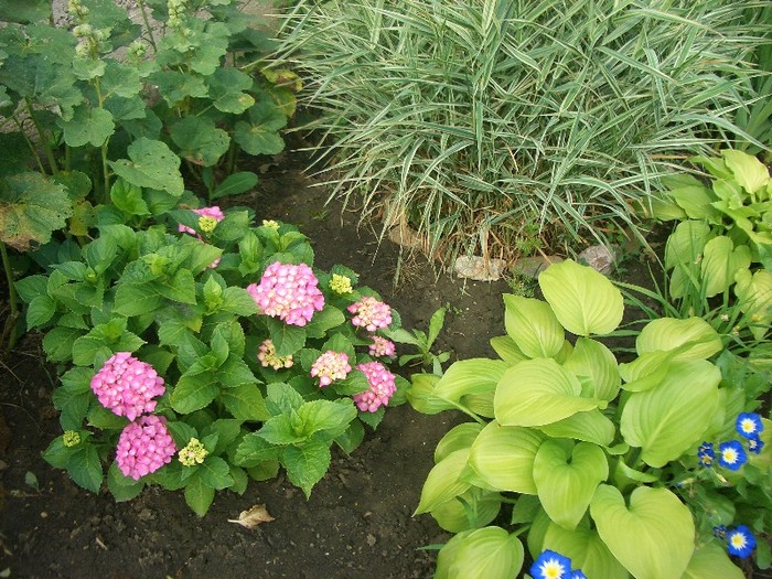 CIMG3847 - gradina 2011