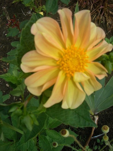 dahlia.pitica