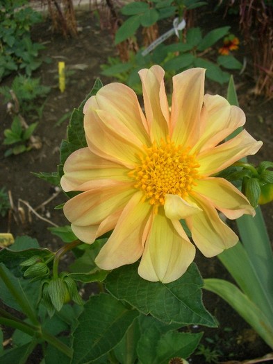 CIMG3849 - gradina 2011