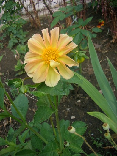 CIMG3850 - gradina 2011