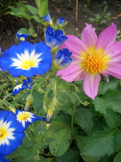 CIMG3851 - gradina 2011