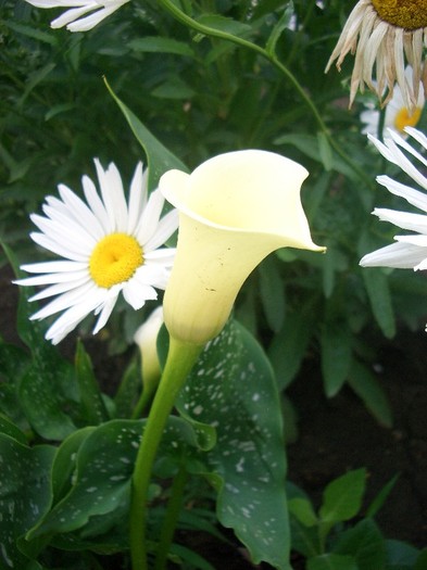 CIMG3856 - gradina 2011
