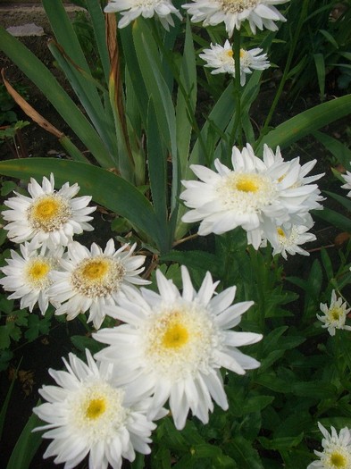 margarete - gradina 2011