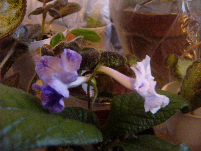 Bristol's lan doodoe - Streptocarpus