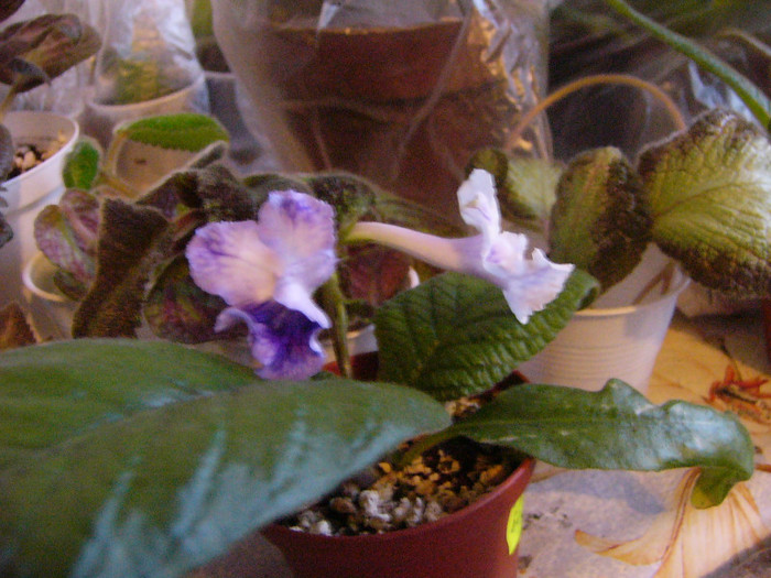 Bristol's lan doodoe - Streptocarpus