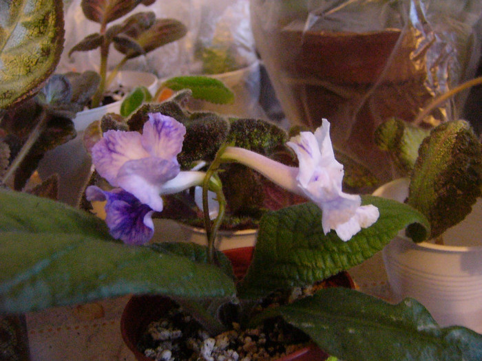 Bristol's lan doodoe - Streptocarpus