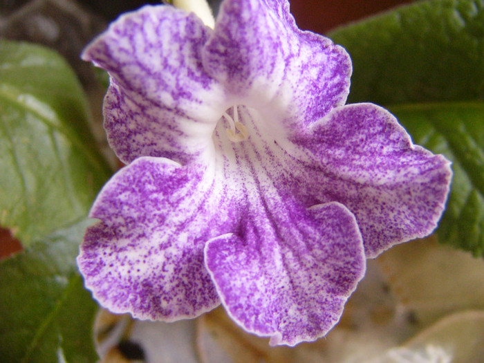 Aly's magnetosphere - Streptocarpus