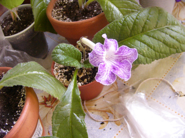 Aly's magnetosphere - Streptocarpus