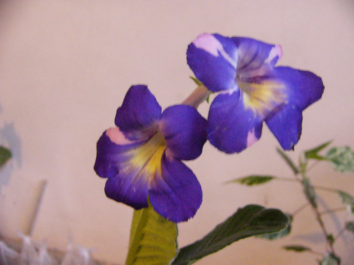 Bristol's party girl - Streptocarpus