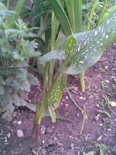 Alte 2 cale din bulbi (plantati anii trecuti) - VARA 2011