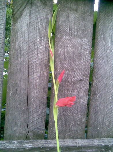 Prima gladiola