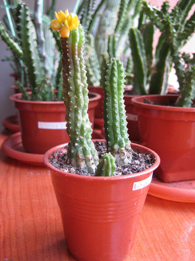 Echidnopsis cereiformis