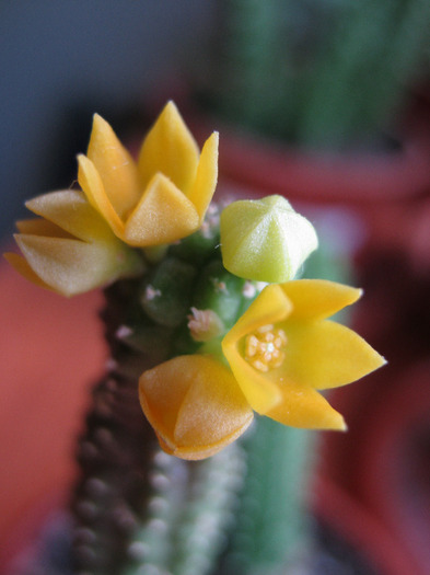 Echidnopsis cereiformis (4)