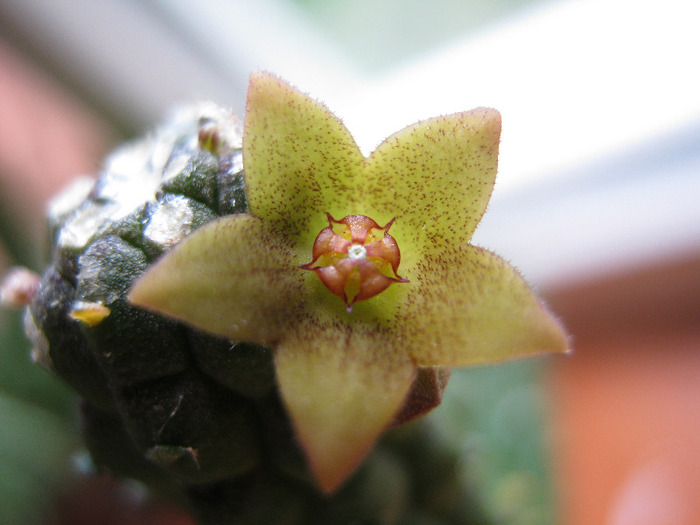 Echidnopsis Damaniana (15)