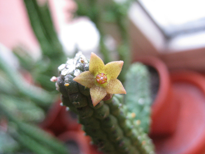 Echidnopsis Damaniana (12)