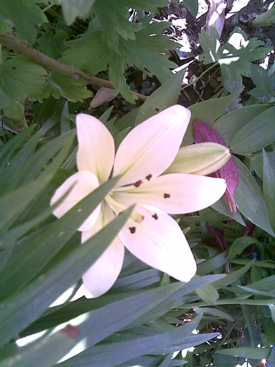 27062011(001) - Flori Mai - Iunie 2011