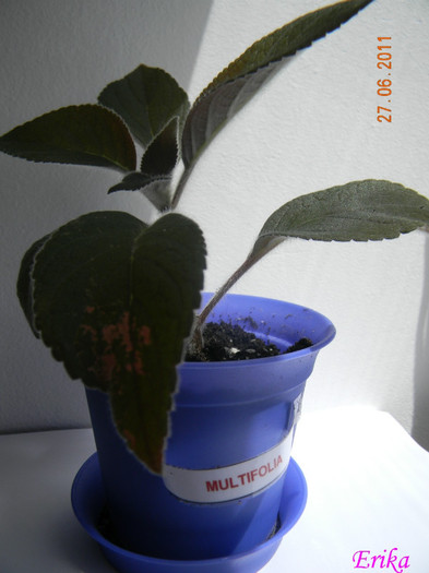 Multifolia 27-06-2011